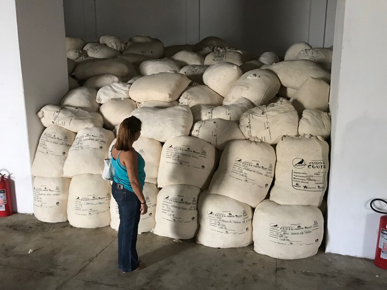 Produção de algodão que chega dos agricultores/ foto: Márcia Dementshuk