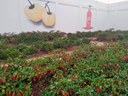 Projeto_pimenta_reeducandos_Cadeia_Publica_de_Remigio_07_03_2023_1.jpg