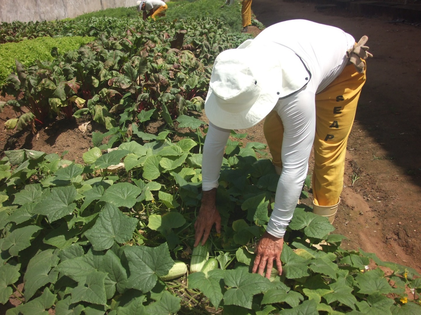 Hortas para a Liberdade na Penitenciária de Santa Rita_6.jpg