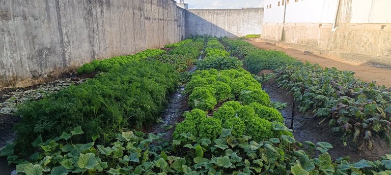 horticultura nas prisões da Paraíba_1.jpg