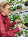 Unidade prisional de Sapé colhe primeiros morangos cultivados em sistema semi-hidropônico_1.jpg