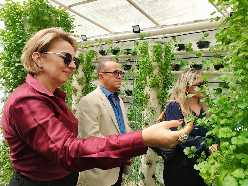 Unidade prisional de Sapé colhe primeiros morangos cultivados em sistema semi-hidropônico_14.jpg