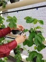 Unidade prisional de Sapé colhe primeiros morangos cultivados em sistema semi-hidropônico_11.jpg