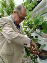 Unidade prisional de Sapé colhe primeiros morangos cultivados em sistema semi-hidropônico_6.jpg