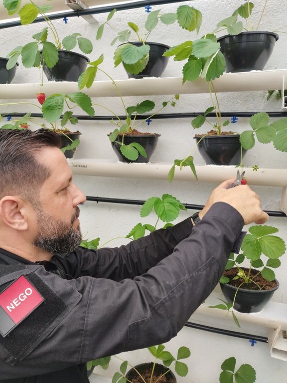 Unidade prisional de Sapé colhe primeiros morangos cultivados em sistema semi-hidropônico_4.jpg