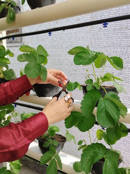 Unidade prisional de Sapé colhe primeiros morangos cultivados em sistema semi-hidropônico_9.jpg
