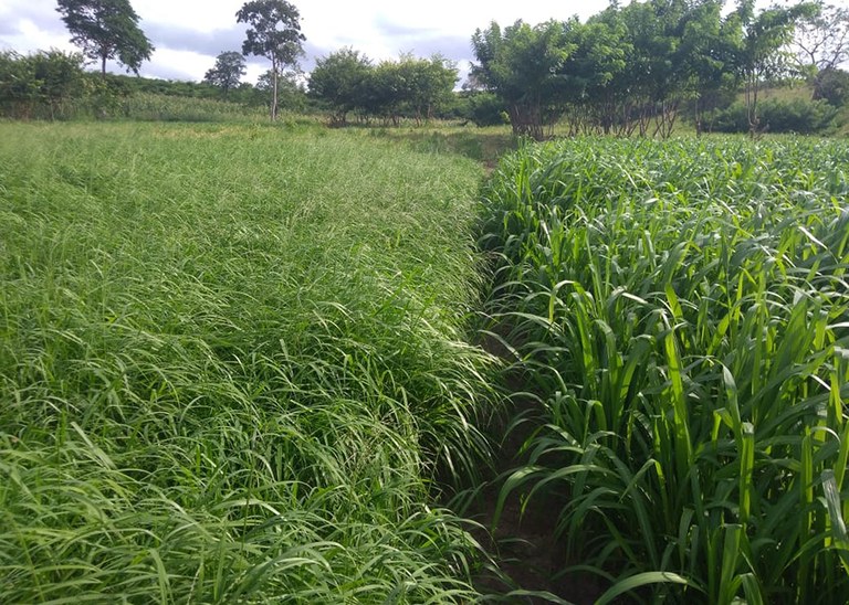 04_07_19 Alunos de Agroecologia conhecem projeto de Integração lavoura, pecuária e floresta na Empaer (6).jpg