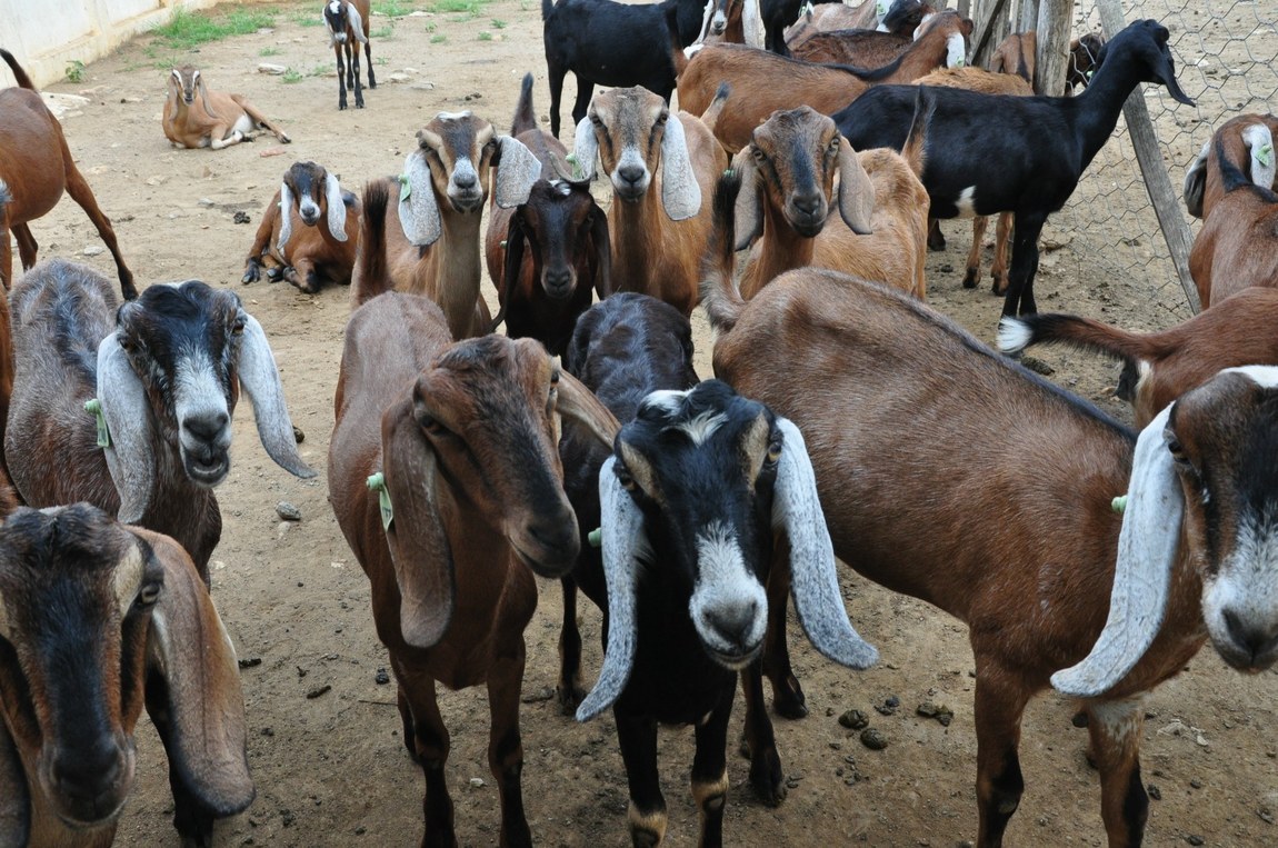 Incentivos do Governo da Paraíba favorecem avanço da caprinocultura no Curimataú