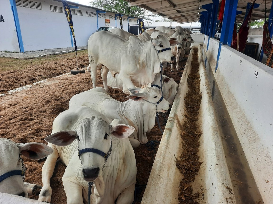 Sedap-PB prorroga prazo para produtores rurais realizarem a atualização cadastral obrigatória dos rebanhos